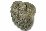 Wide Enrolled Morocops Trilobite - Morocco #323202-1